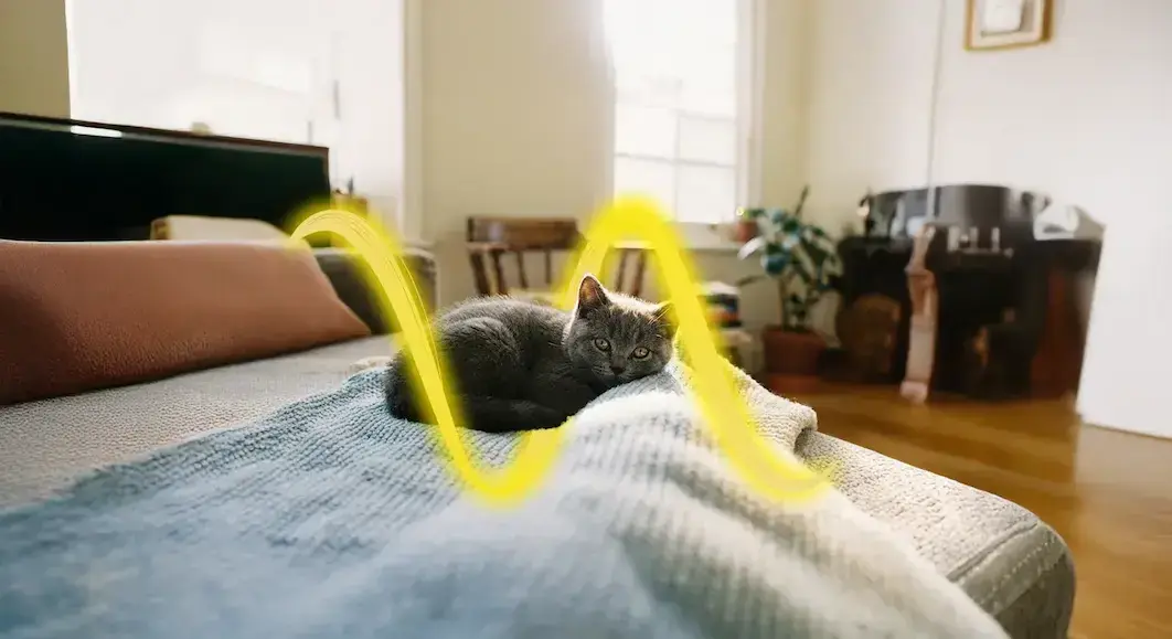 Gatito en su cama